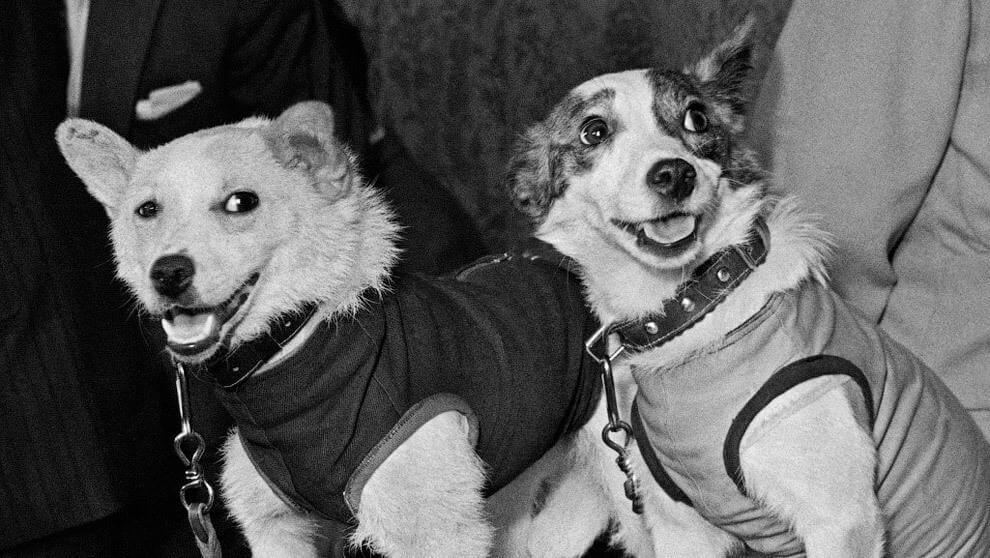 Belka And Strelka