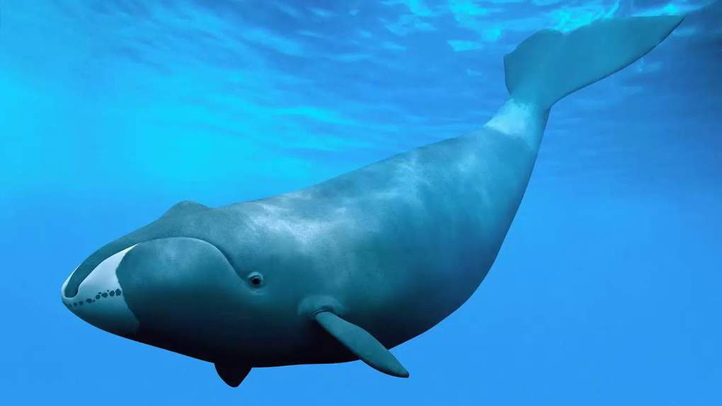 Bowhead Whale