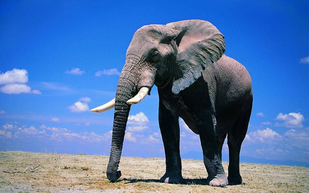 Elephant