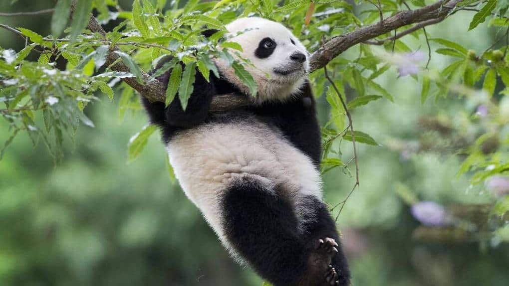 Giant Panda