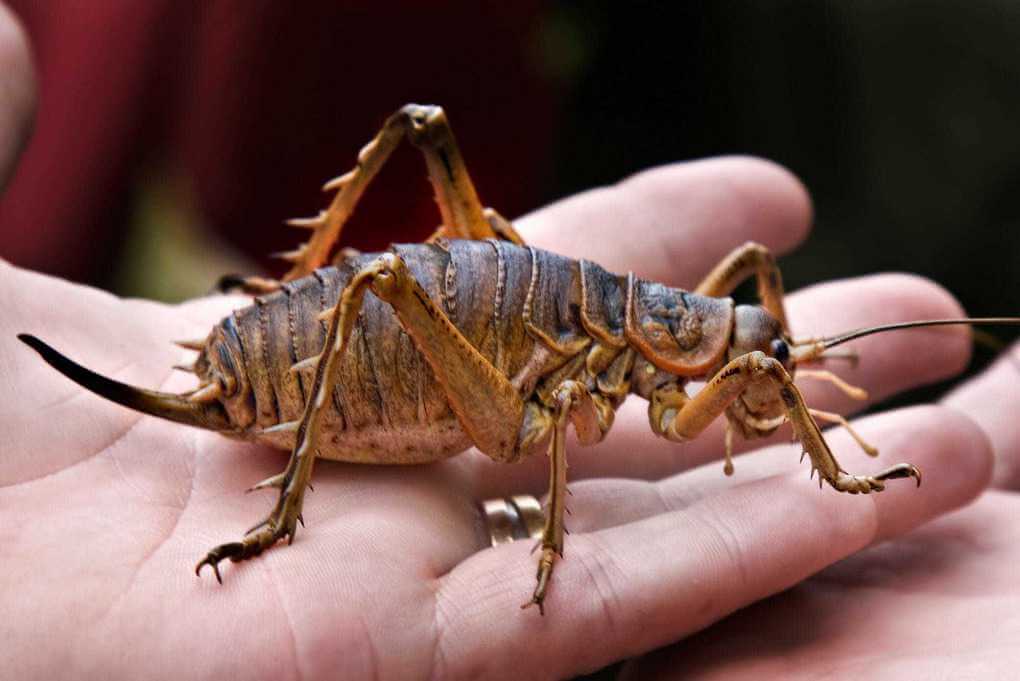 Giant Wētā