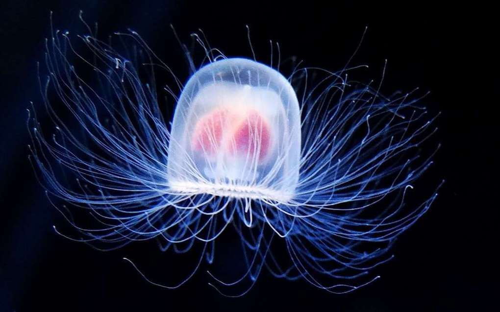 Immortal Jellyfish