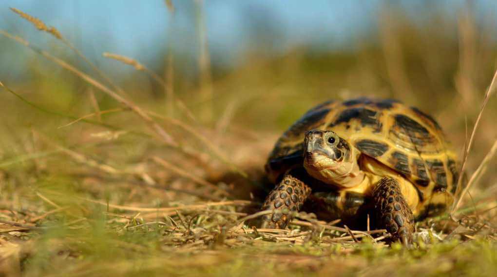 Land Turtles