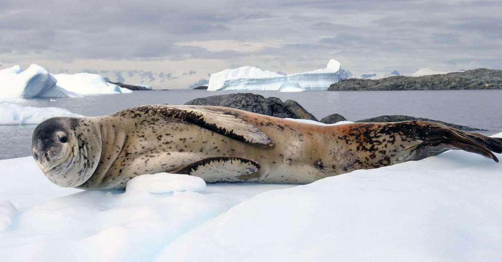 Leopard Seal