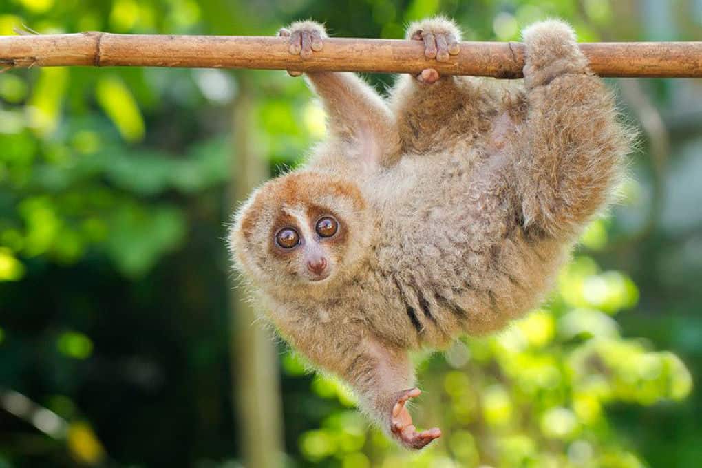 Slow Loris