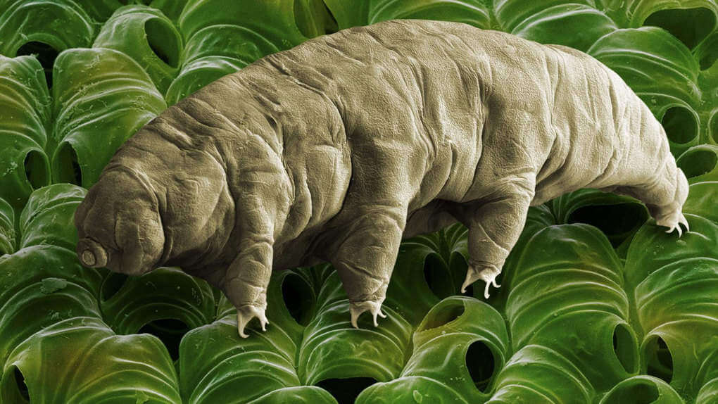 Tardigrade