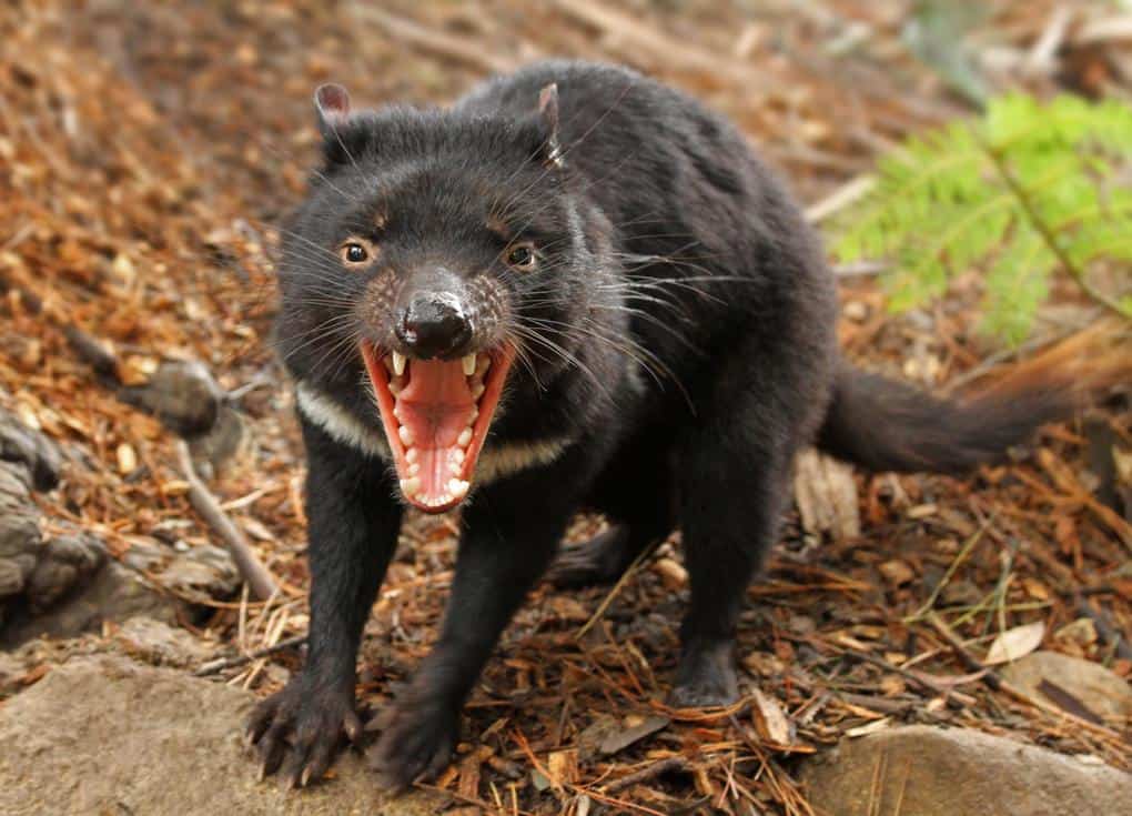 Tasmanian Devil