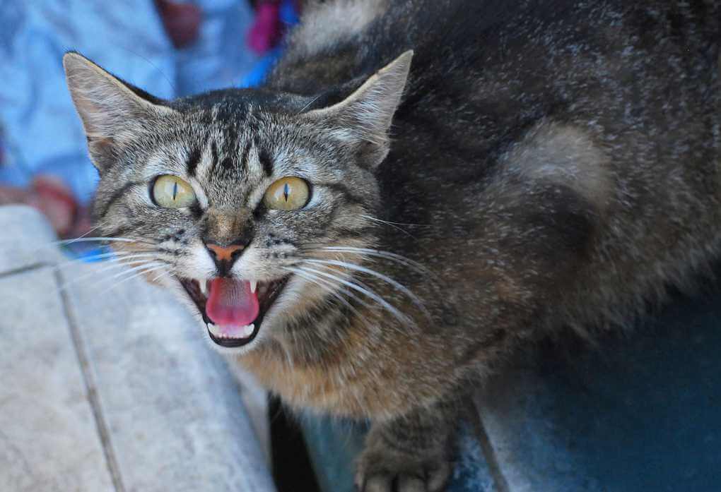 Cat Does Not Trust Its Owner