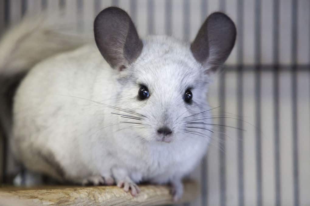 Chinchilla