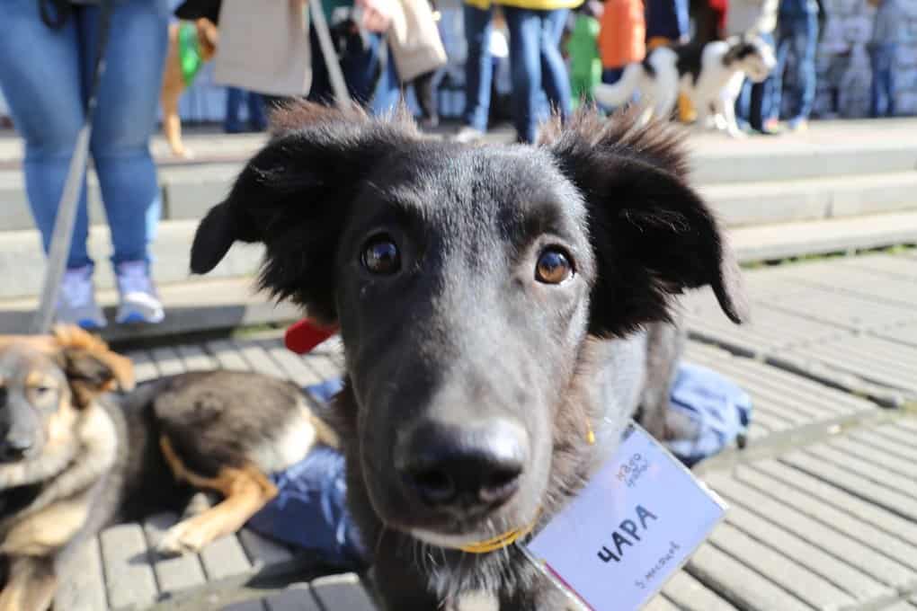 Exhibitions Of Homeless Animals