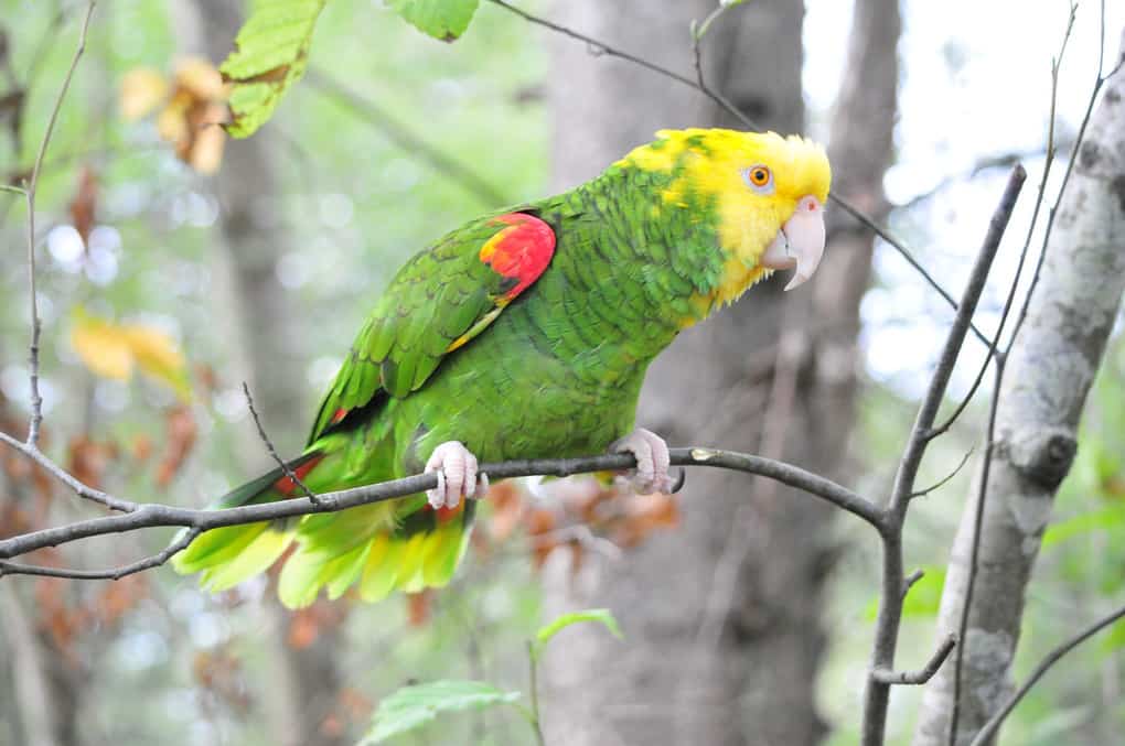 Large Parrots