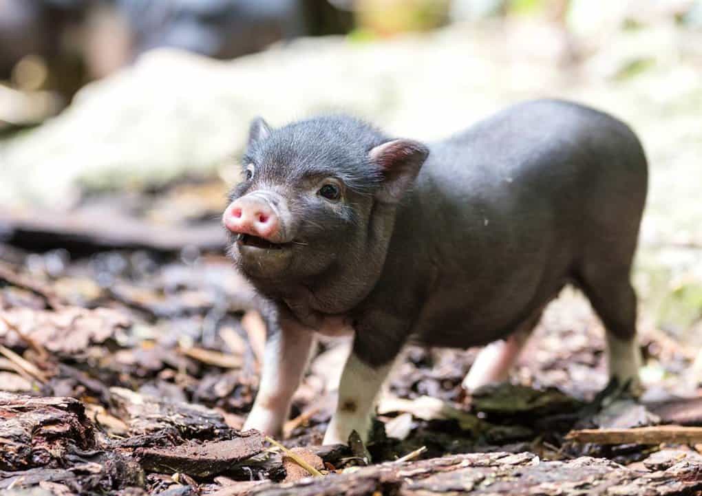 Mini Pig