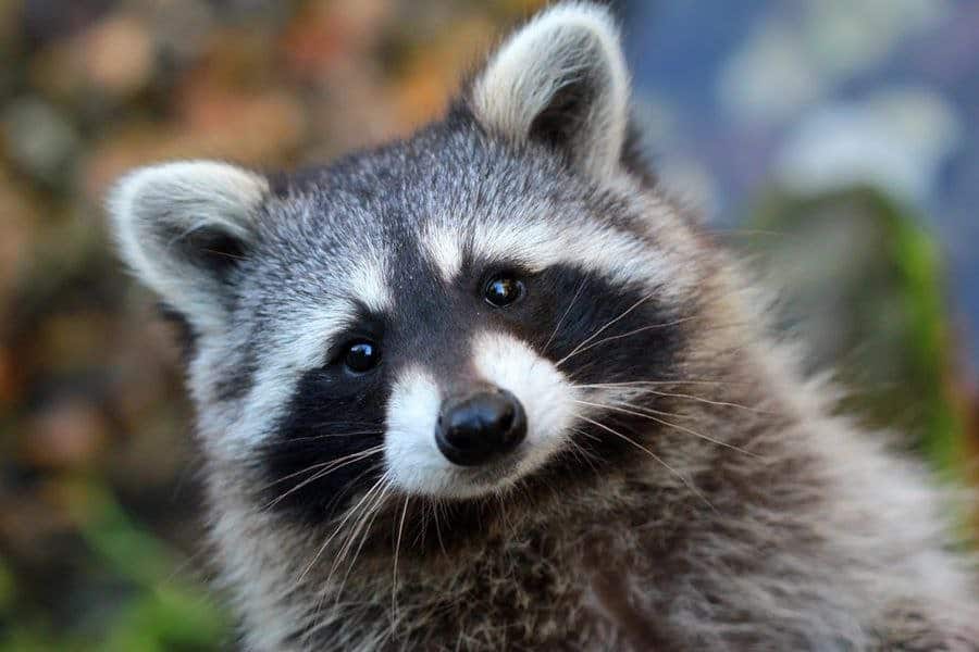 Raccoon