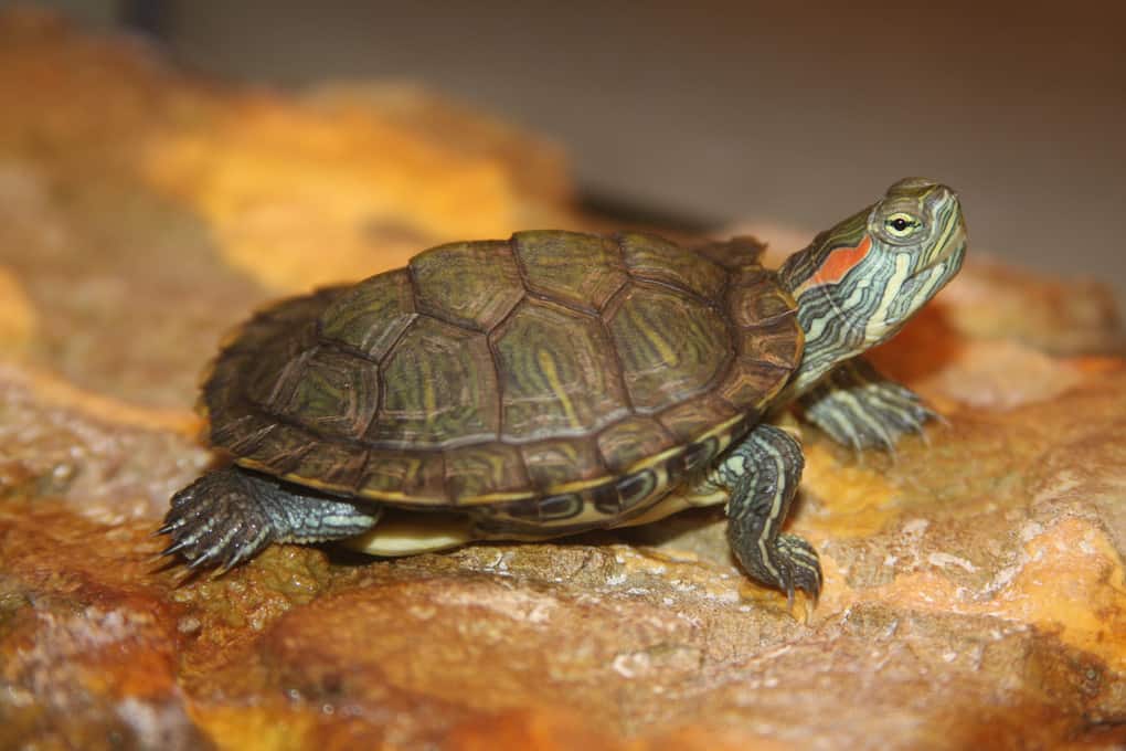 Red Eared Slider