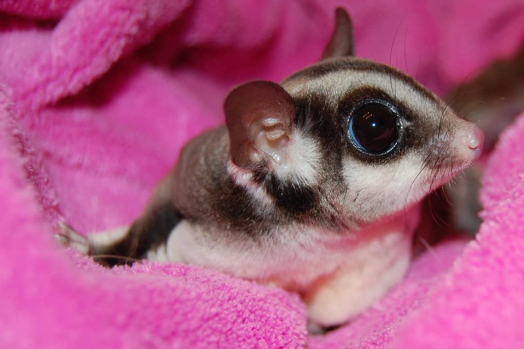 Sugar Glider