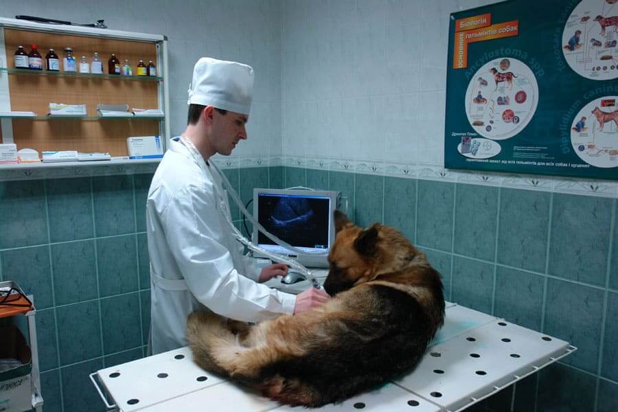 Take The Animal To The Doctor