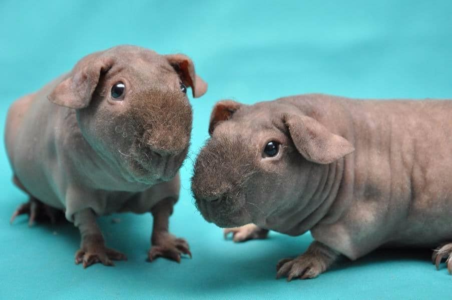 Bald Guinea Pig