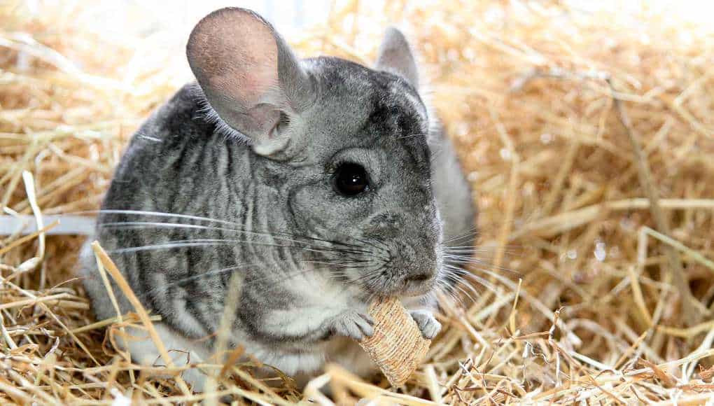 Chinchilla