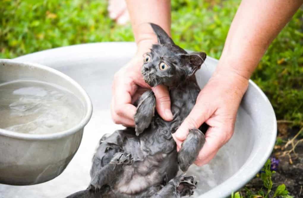 Do Not Pour Water On The Cat