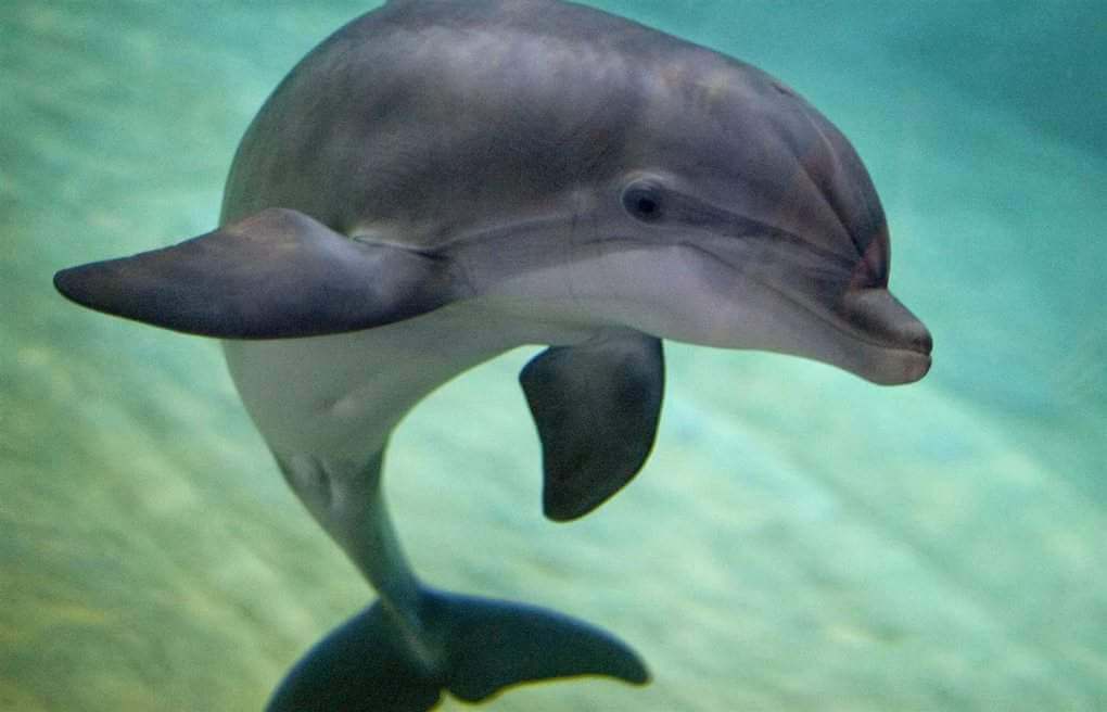 Dolphin