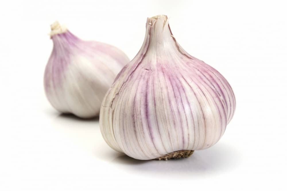 Garlic