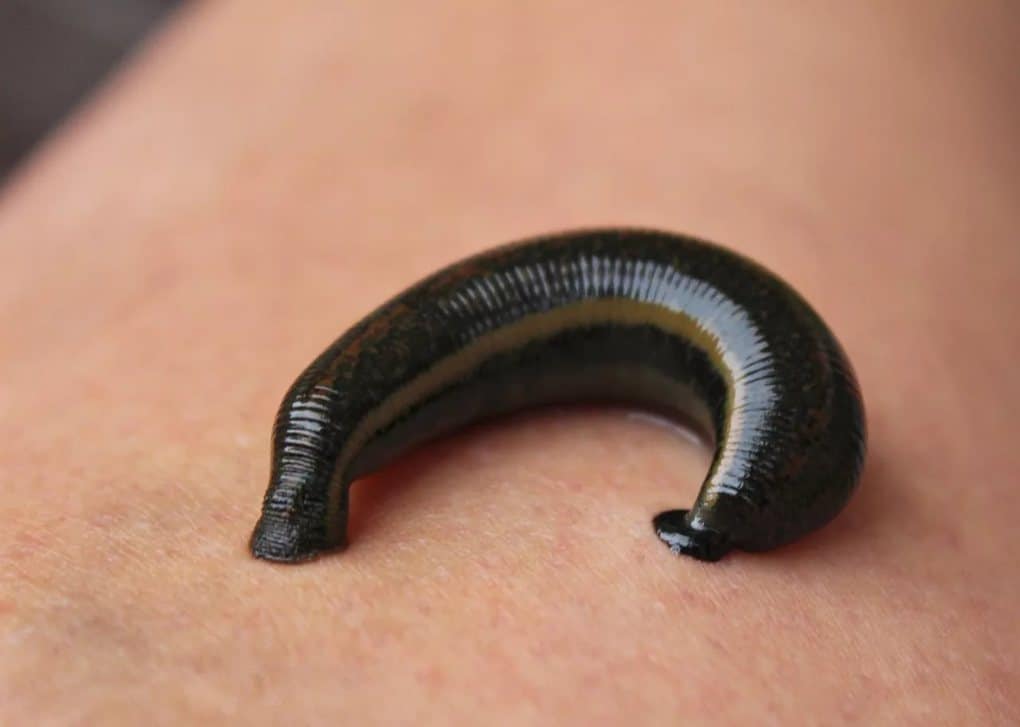 Leech