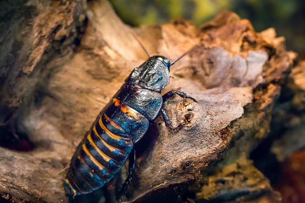 Madagascar Hissing Cockroach