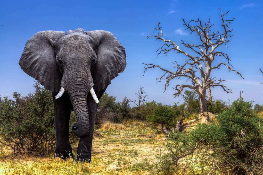 African Elephant