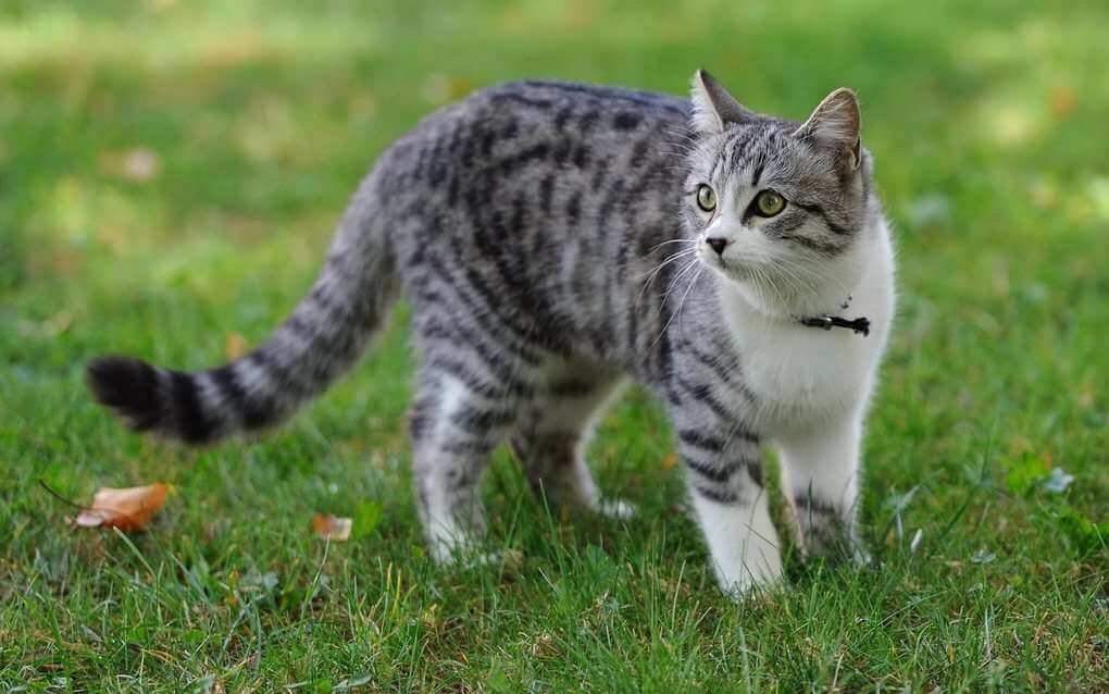 Cat Did Not Let The Pensioner Die From The Fire