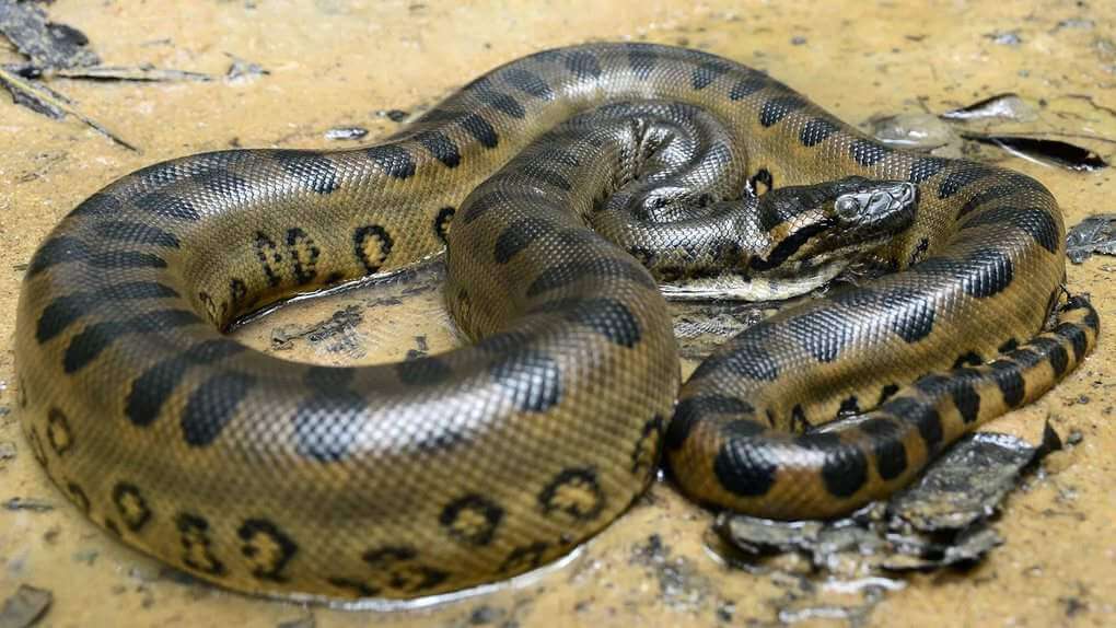 Green Anaconda