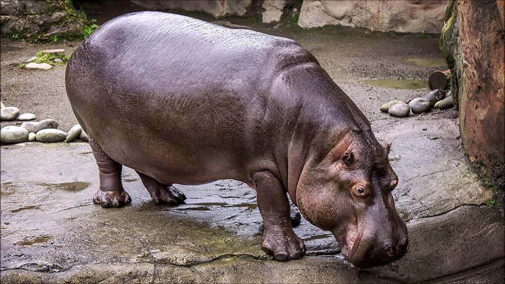 Hippopotamus