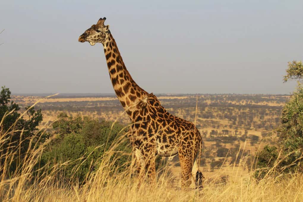 Northern Giraffe