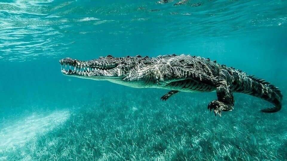 Saltwater Crocodile