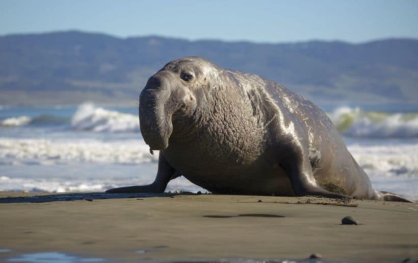 Southern Elephant Seal