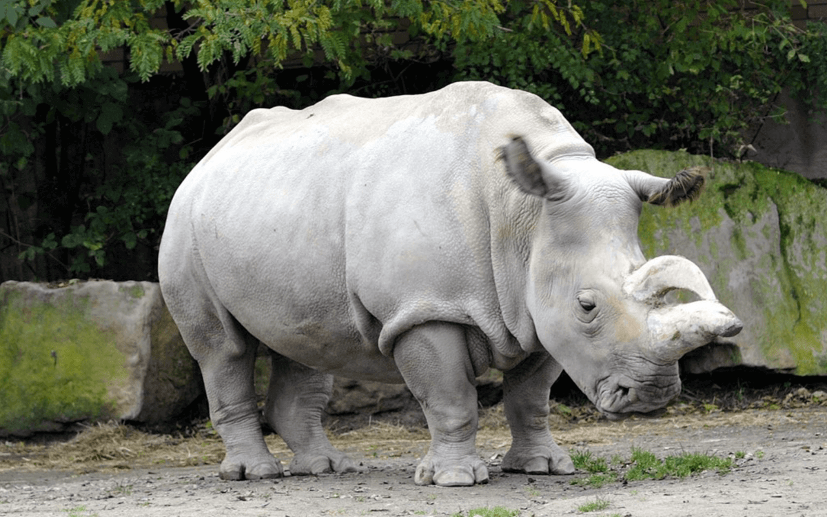 White Rhinoceros