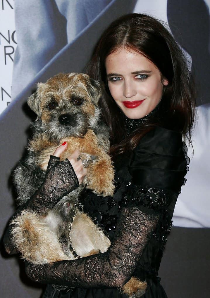 Eva Green's Border Terrier