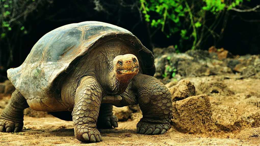 Aldabra Giant Tortoise