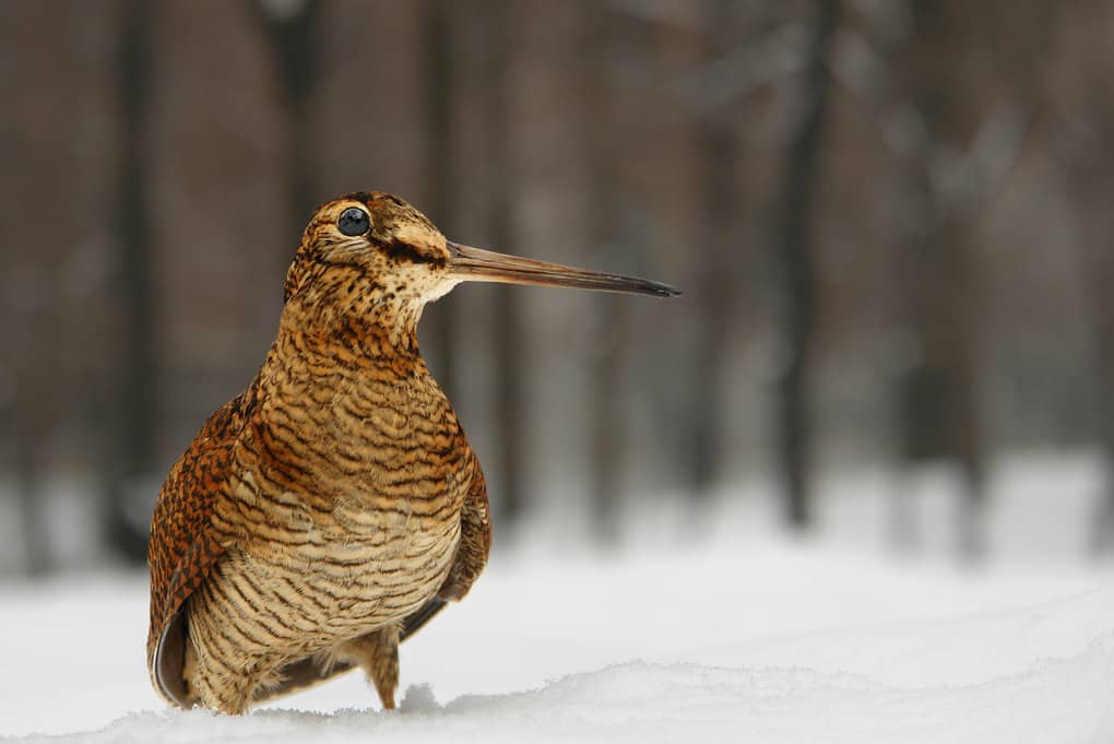 American Woodcock