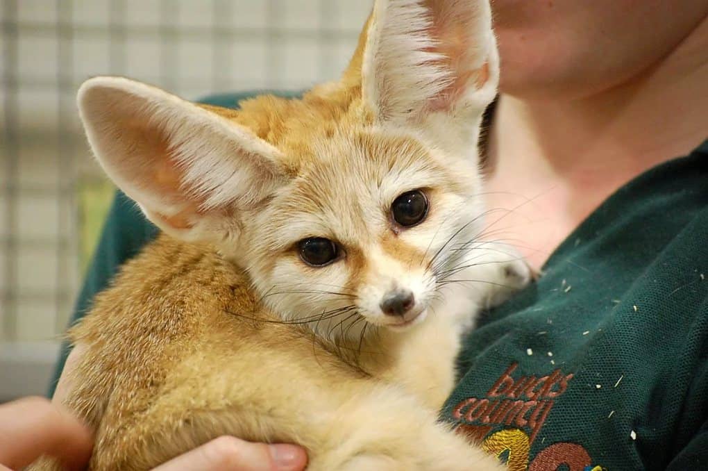 Fennec Fox