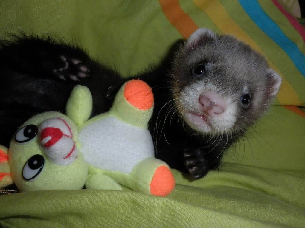 Ferret