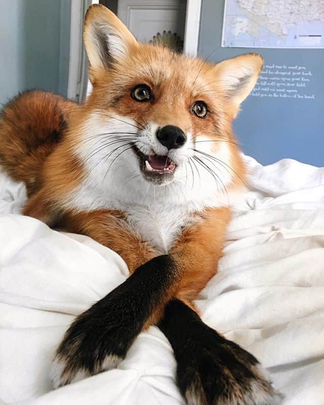 Fox