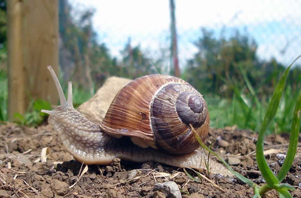 Garden Snail