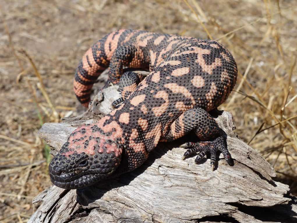 Gila Monster