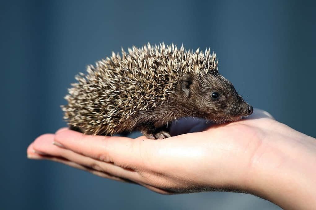 Hedgehog