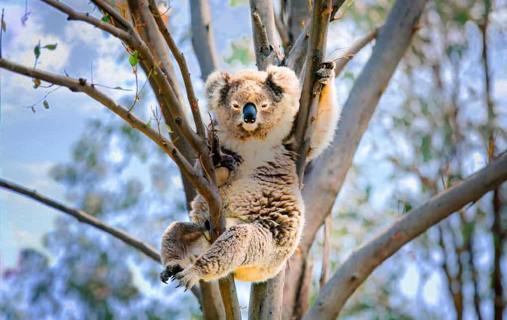 Koala