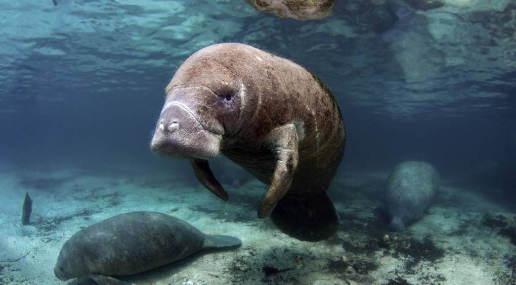 Manatee