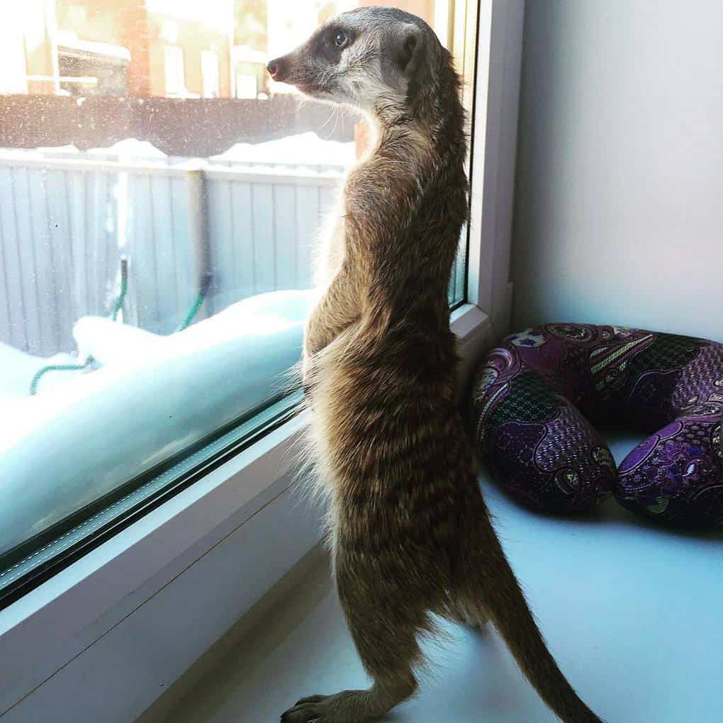 Meerkat