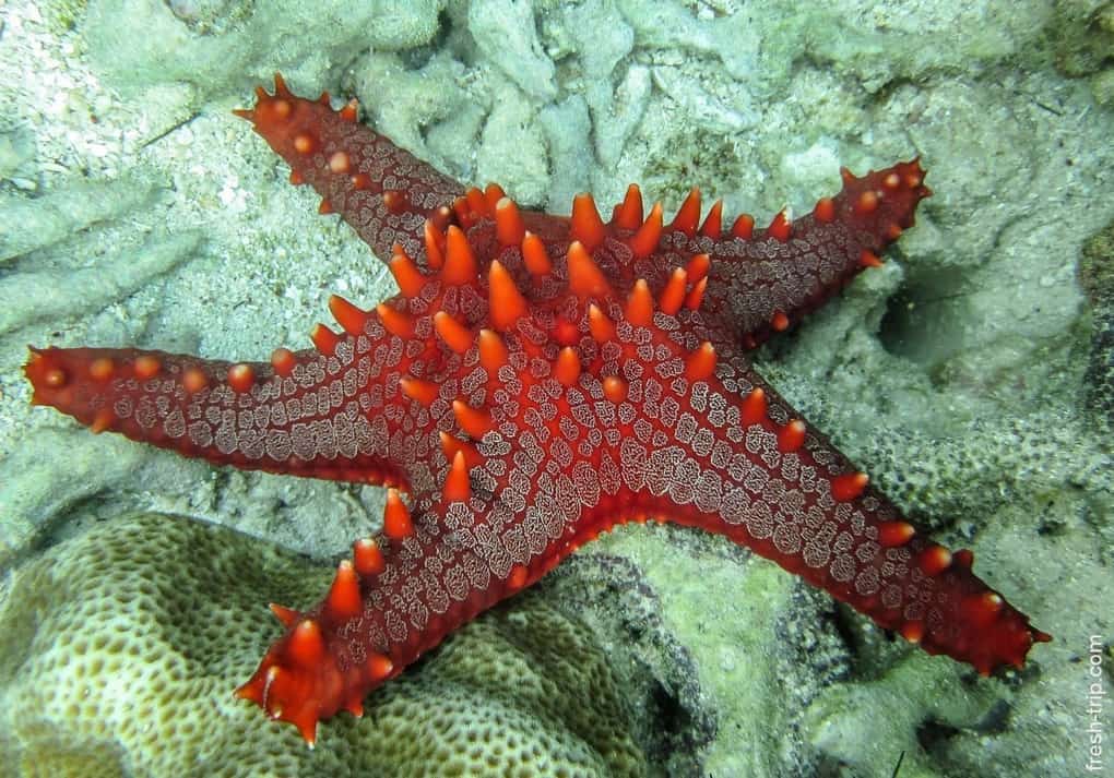 Starfish