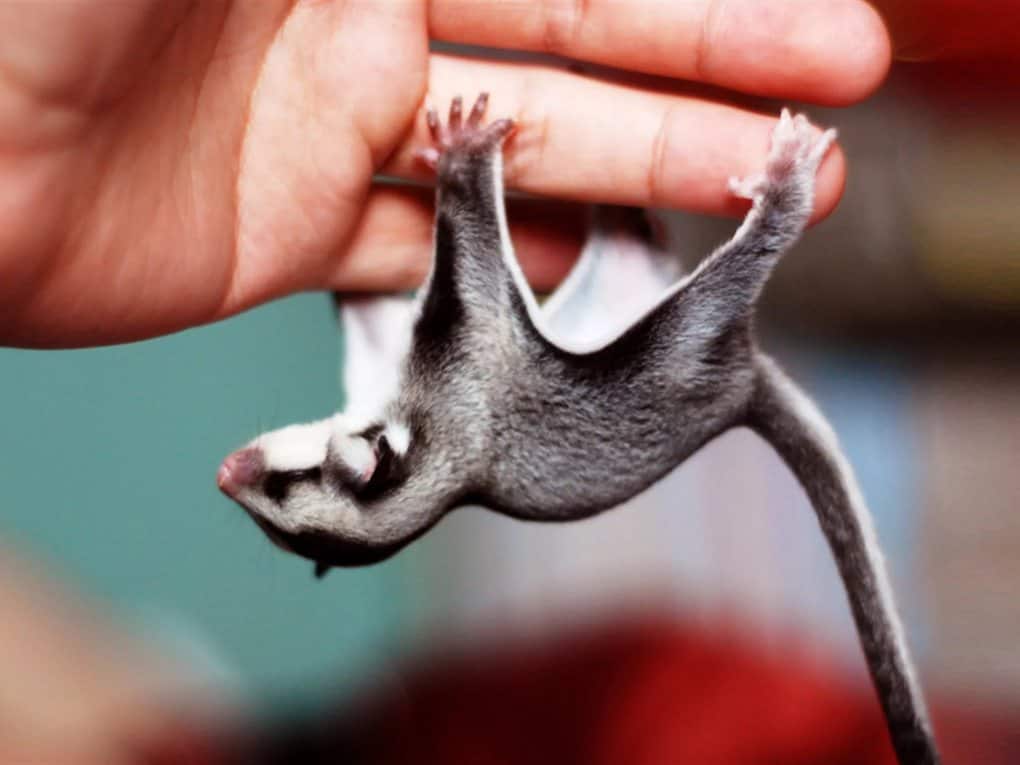 Sugar Glider