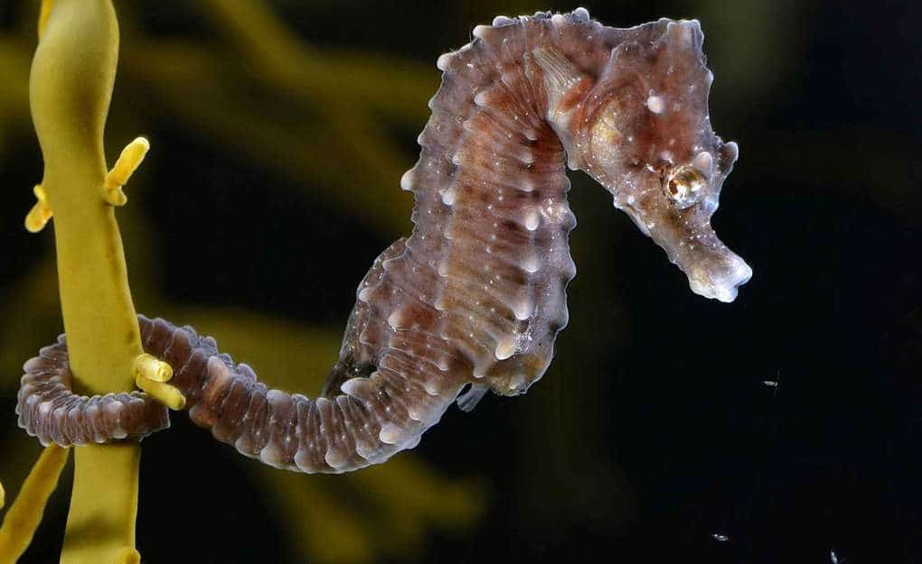 Seahorse